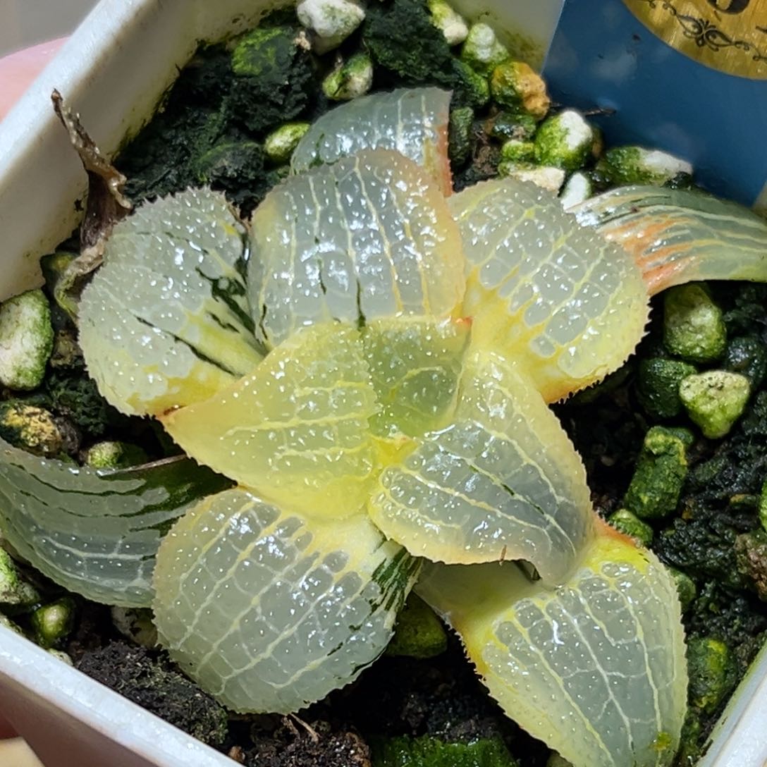 恭喜发财大吉大利661