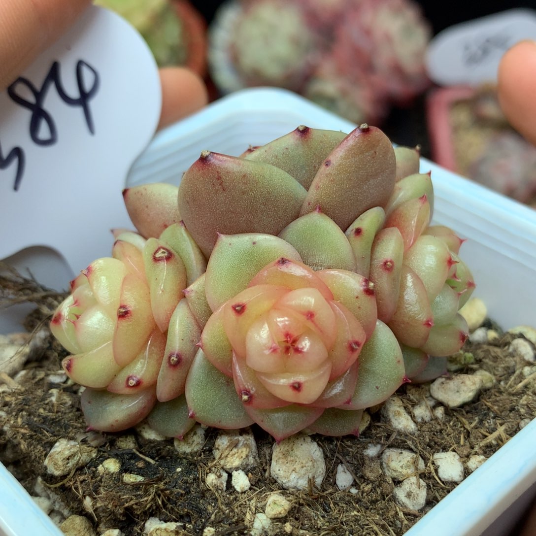 玉芷珍妮4头自然群384