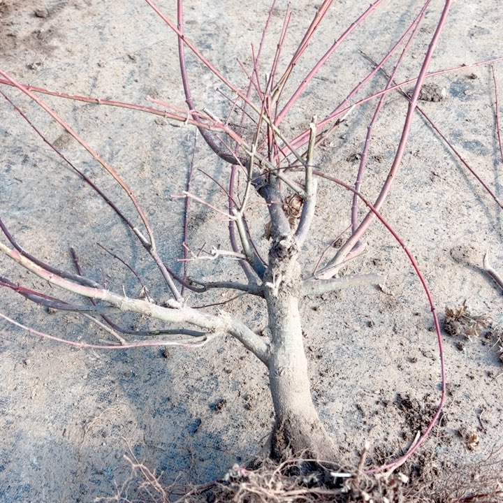 新***爷无花朵枫树……枫树