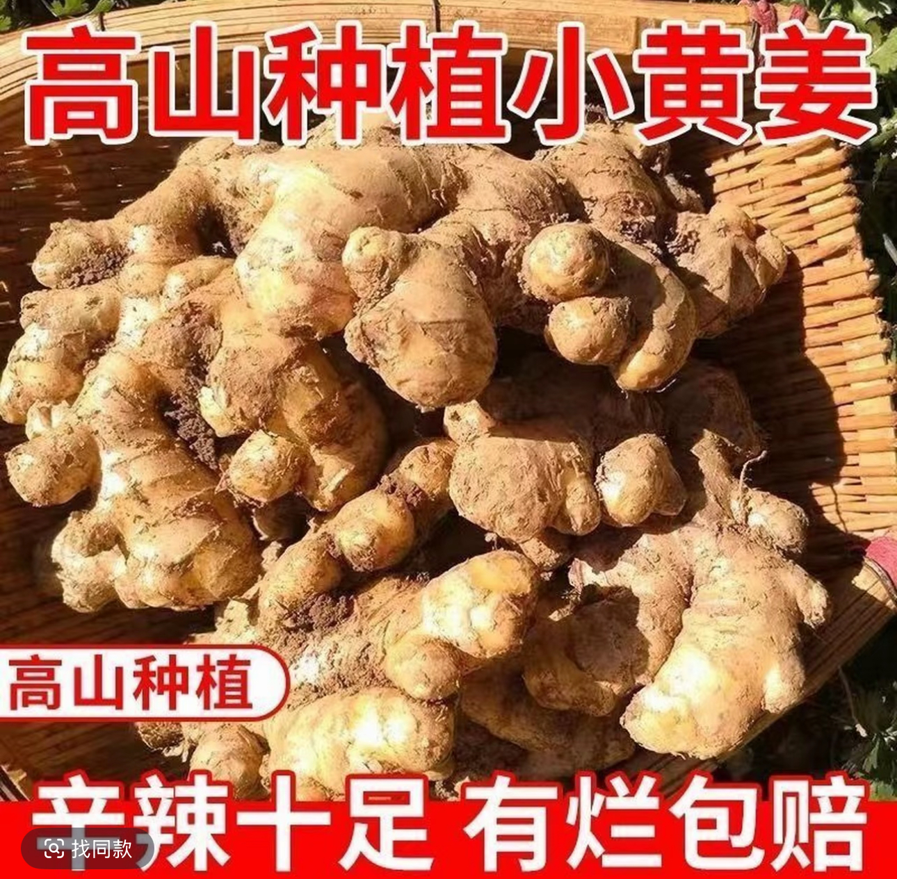 产地直发高山现挖小黄姜老姜姜香浓郁产地直发