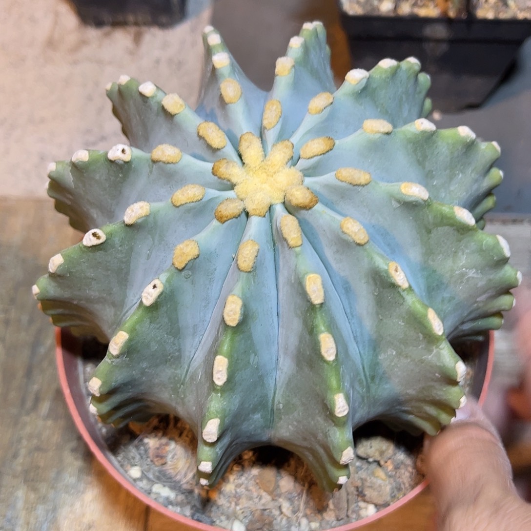 无刺王冠龙大单头一物一拍