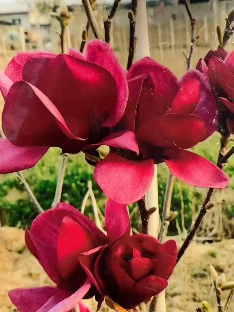 三季红玉兰花多季开花