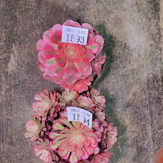 593粉女巫594红铜白多肉植物