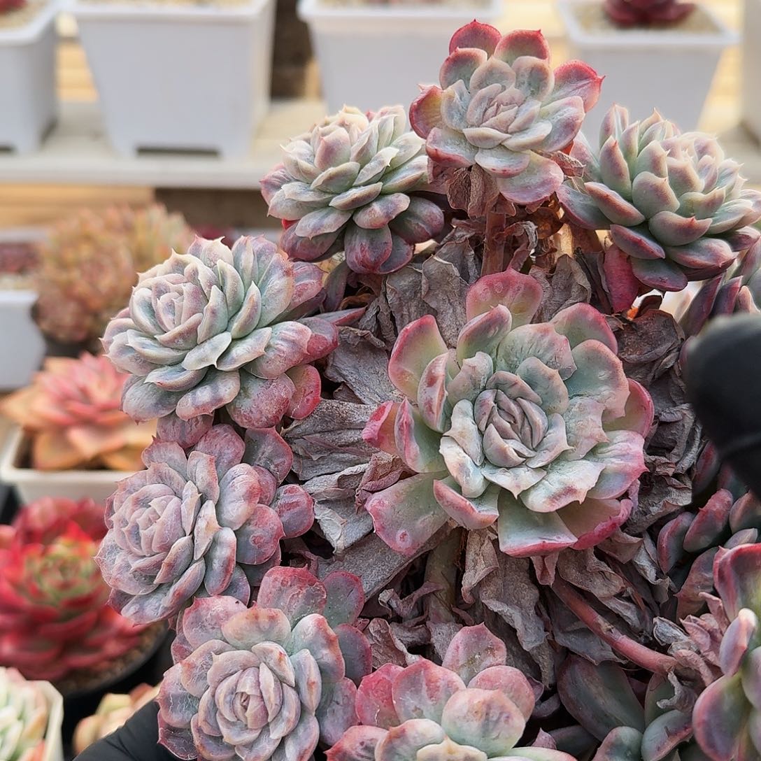 1226-59泡泡纱裙群生