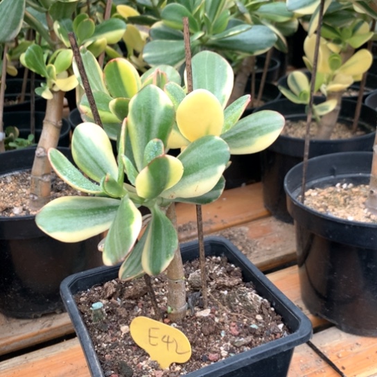 E42老花脱土发货