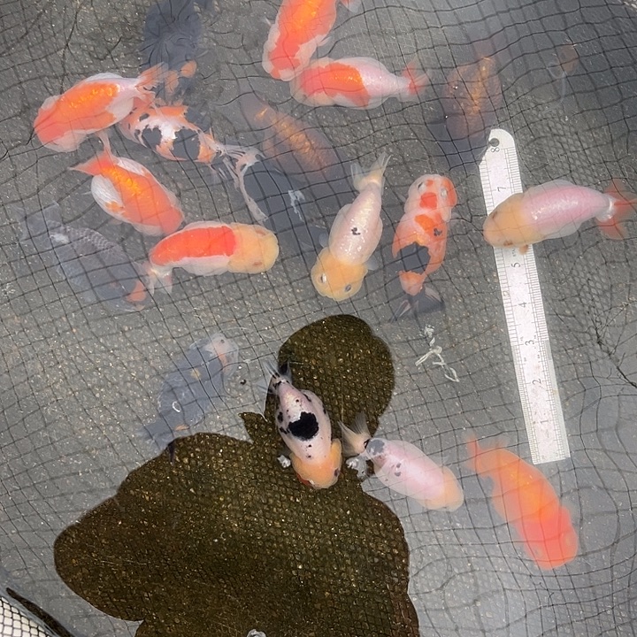 金鱼鑫国兰寿金鱼直播间