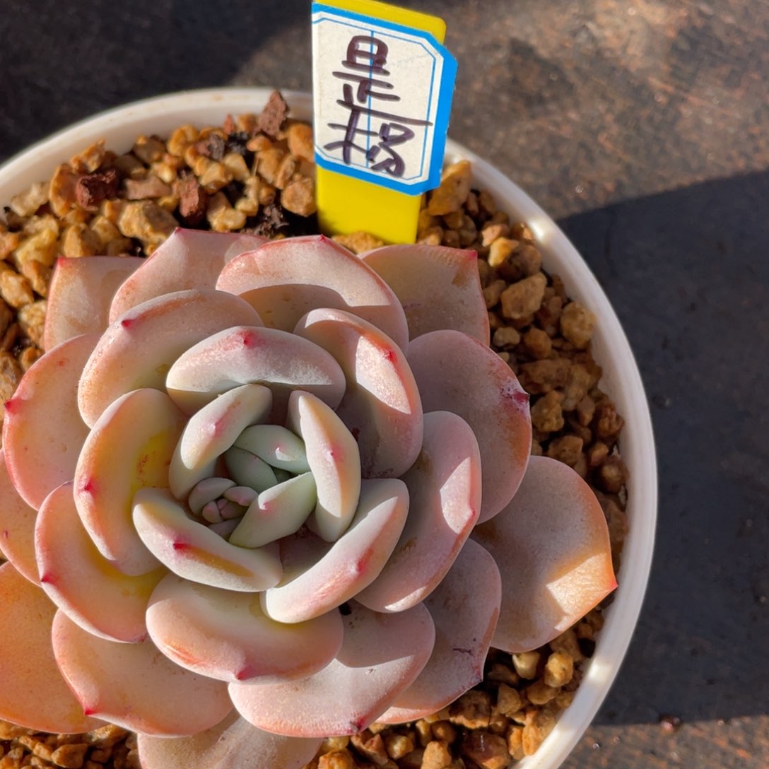 ✨****！姐姐说她真的有男朋友