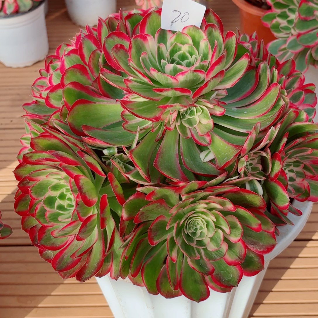 一物一拍多肉法师20