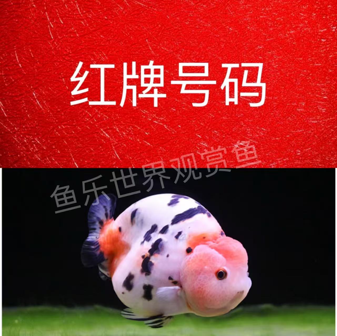（顺丰包邮）29冷水金鱼观赏鱼 一号一拍对号发货