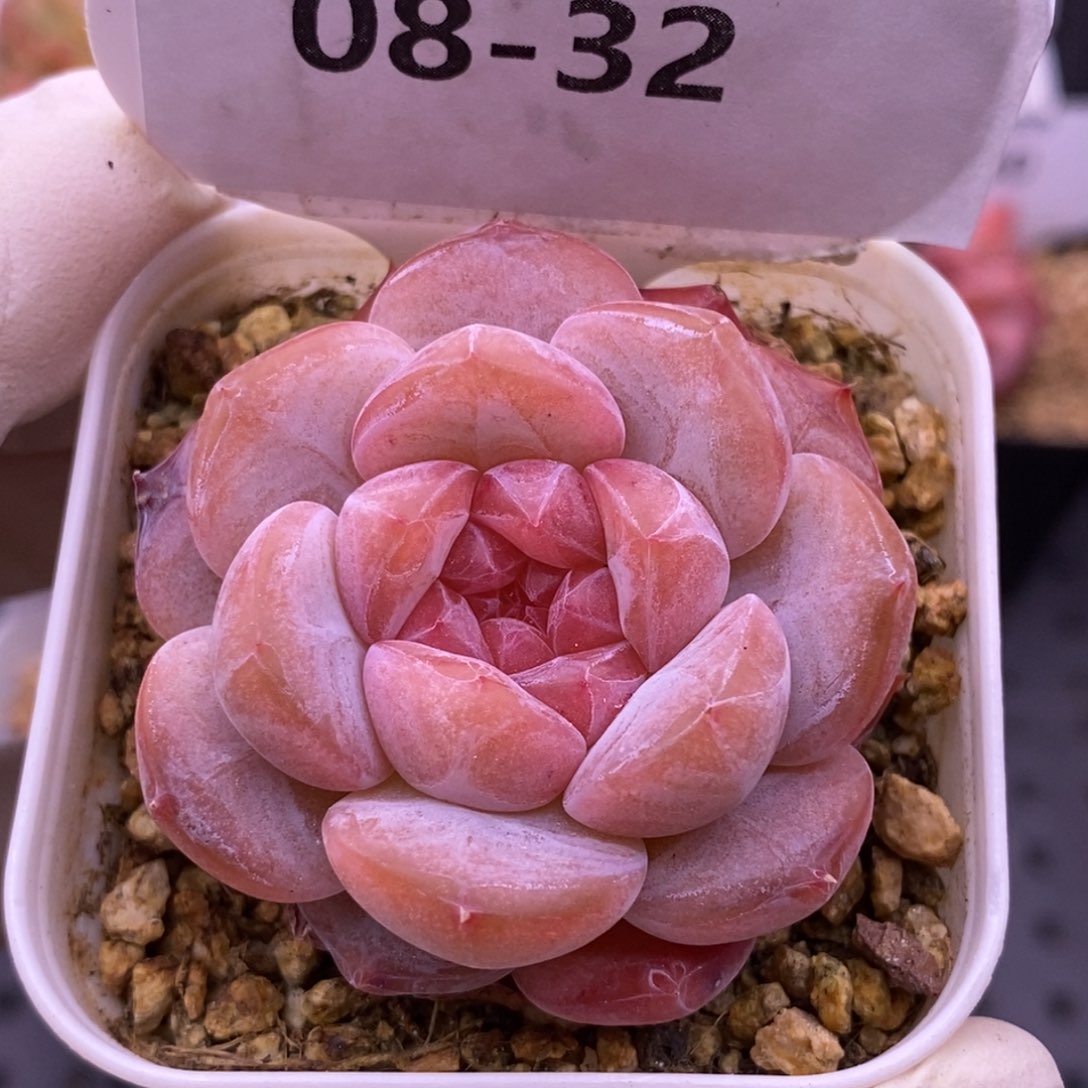 【闪购商品】08-32