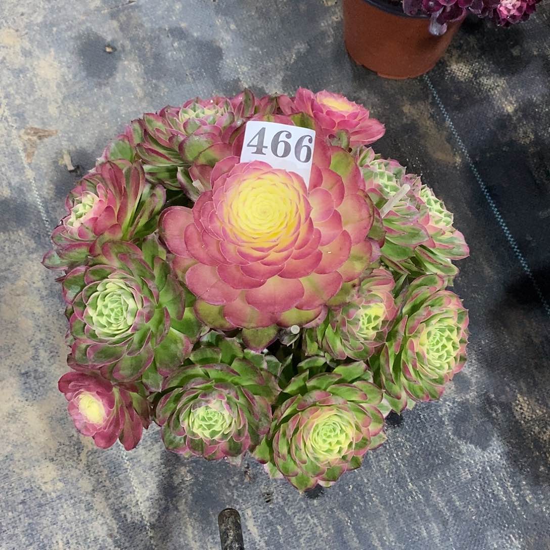 海王466多肉法师植物