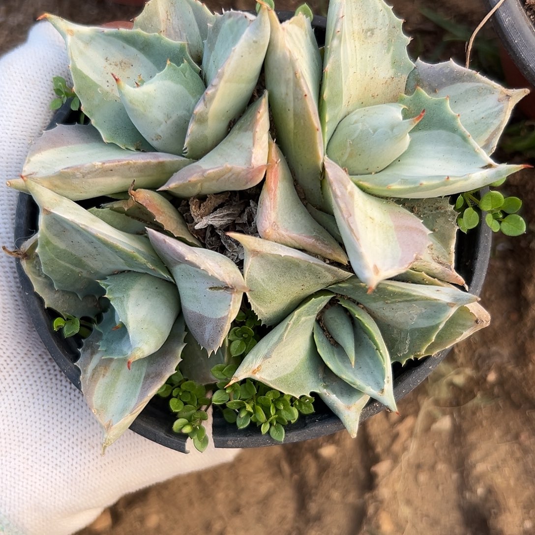 了绝了呃呃哦哦草泥