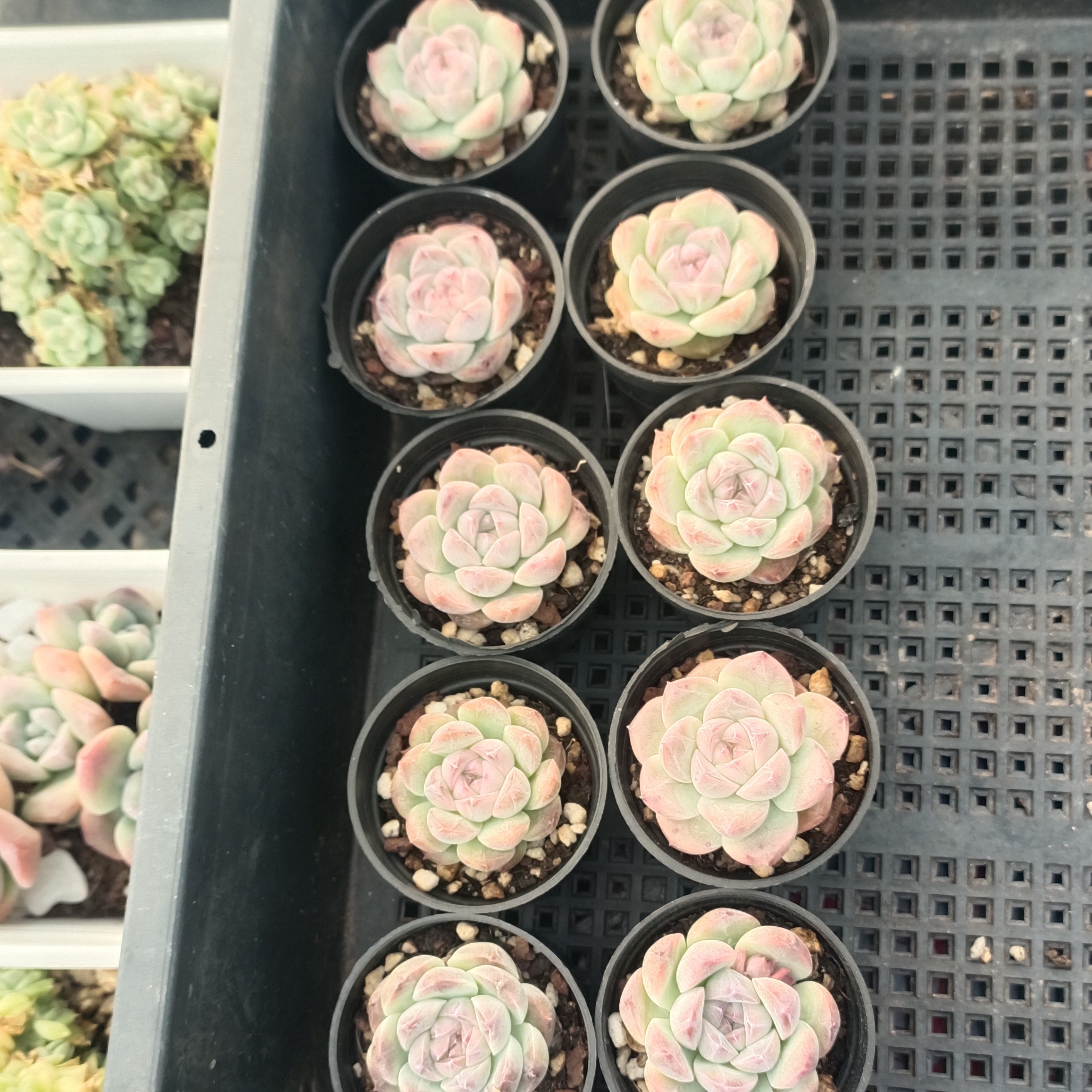 白桃气水10颗多肉植物