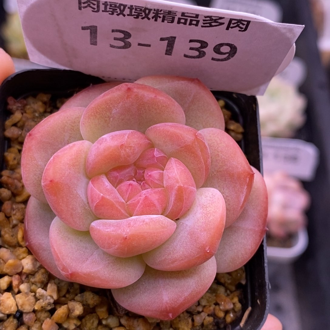 【闪购商品】13-139琥珀