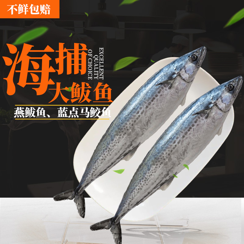小船海捕新鲜燕鲅鱼大号蓝点马鲛鱼深海野生白腹马鲛威海海鲜批发