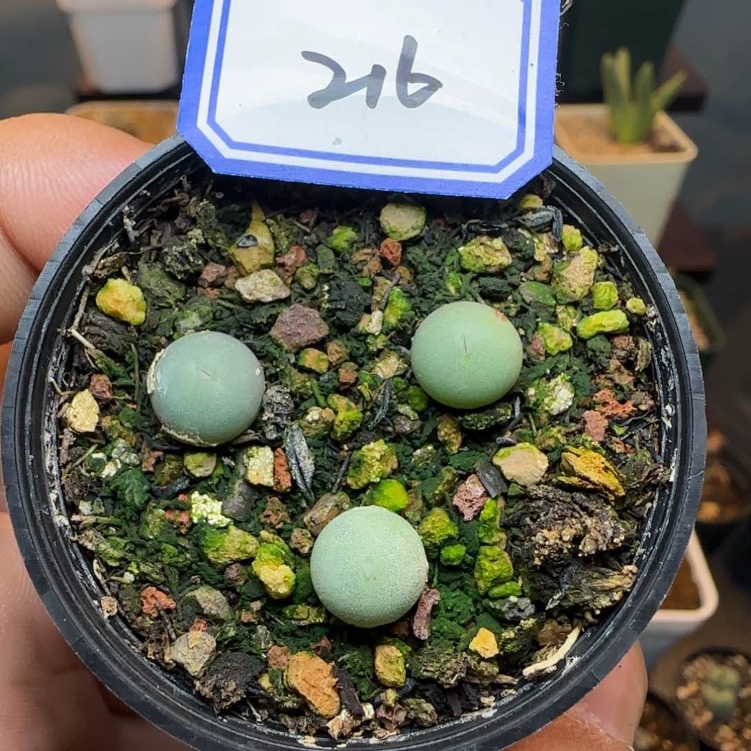 带盆土。  发货。    