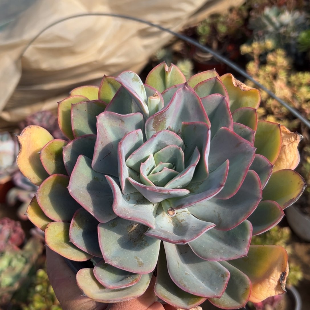 多肉植物多肉植物