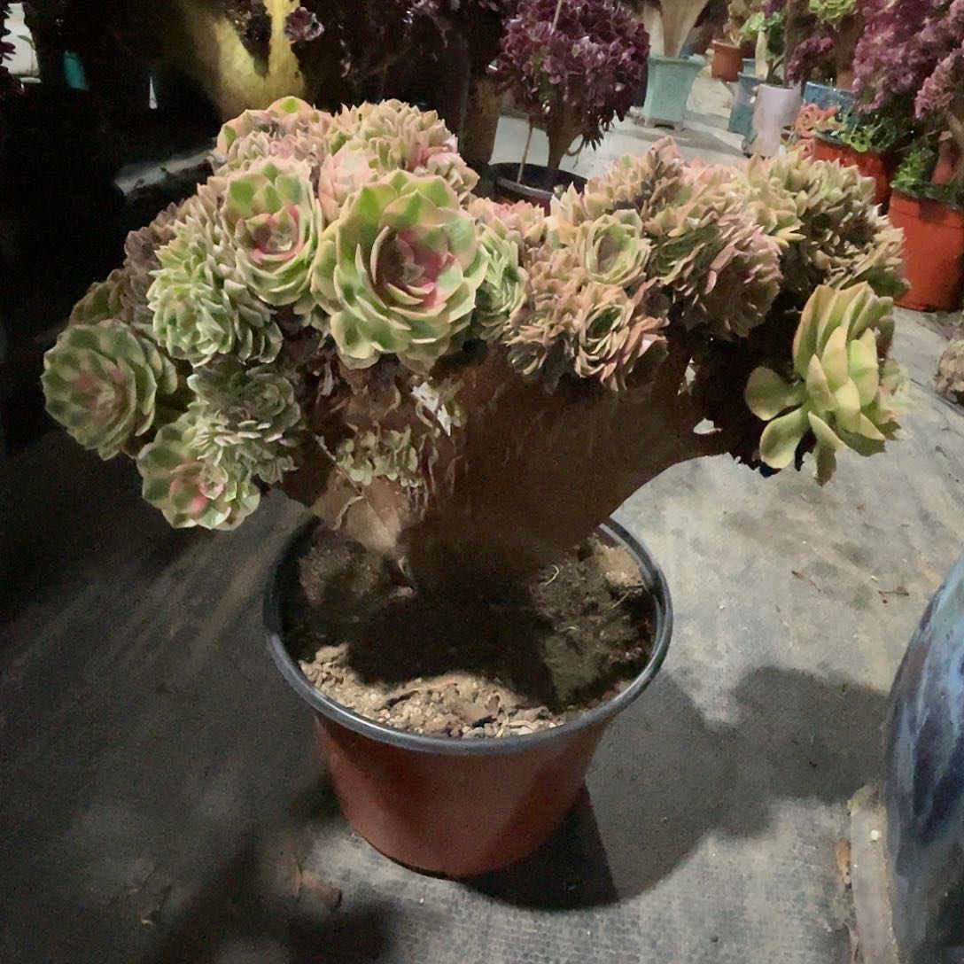 【闪购商品】全部花朵万白