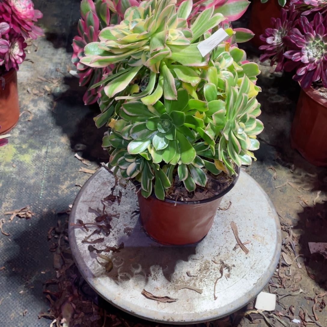 多肉植物艳日伞155