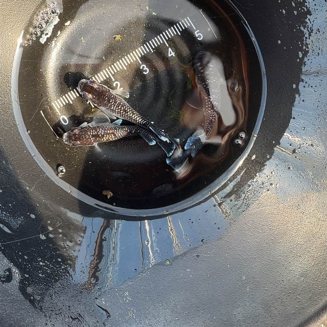 青鳉鱼观背青鳉25