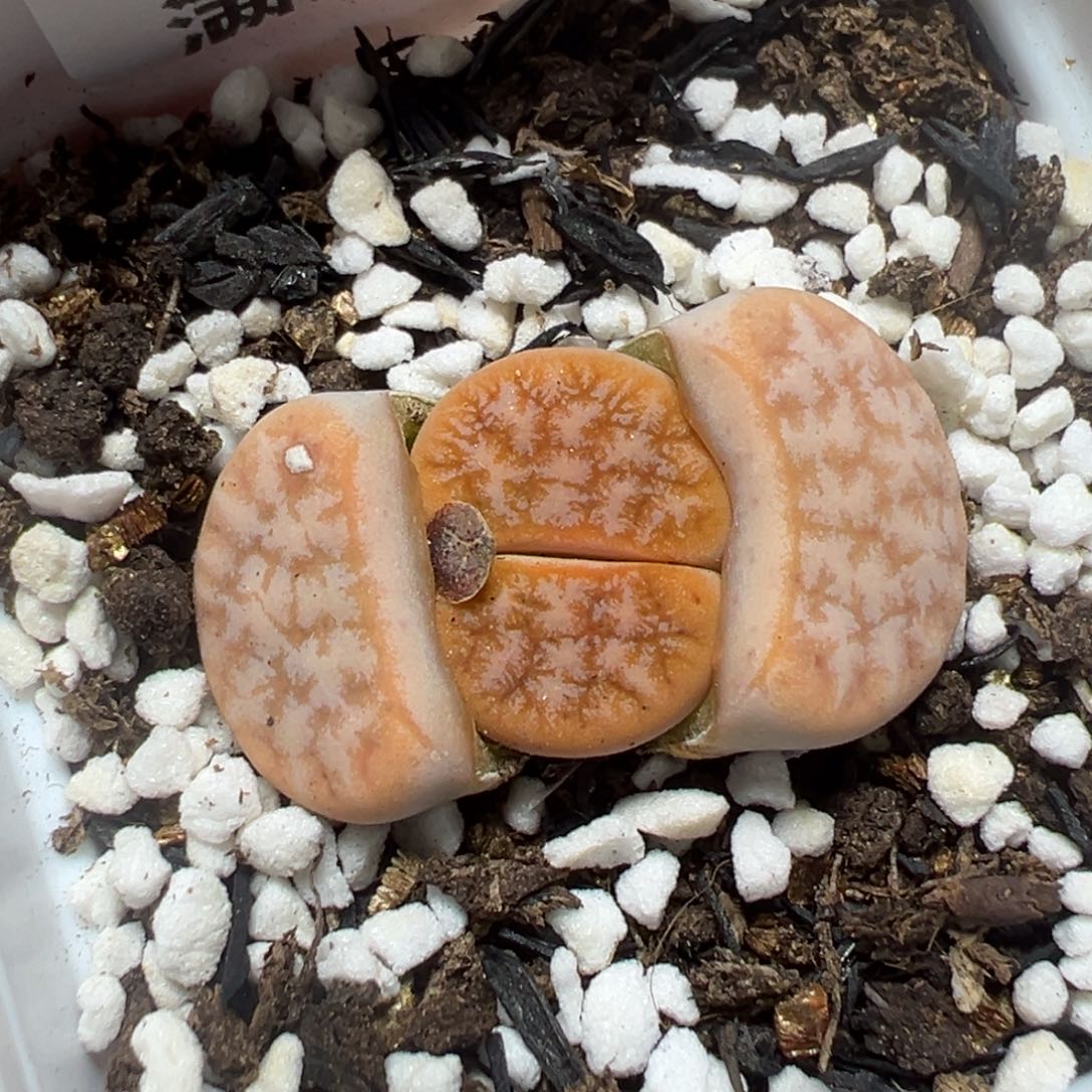 【闪购商品】148……