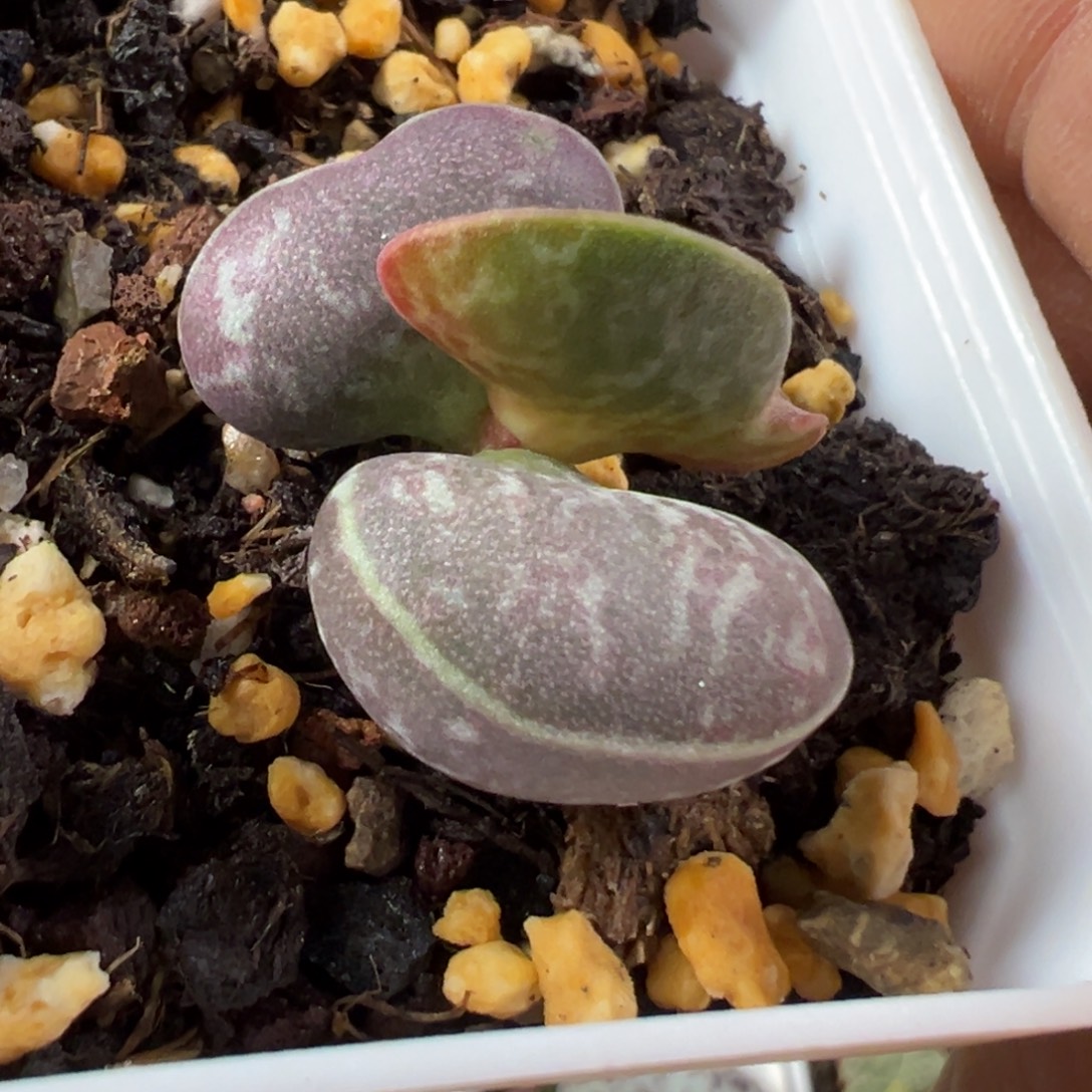 满斑花蛋水泡多肉植物水泡