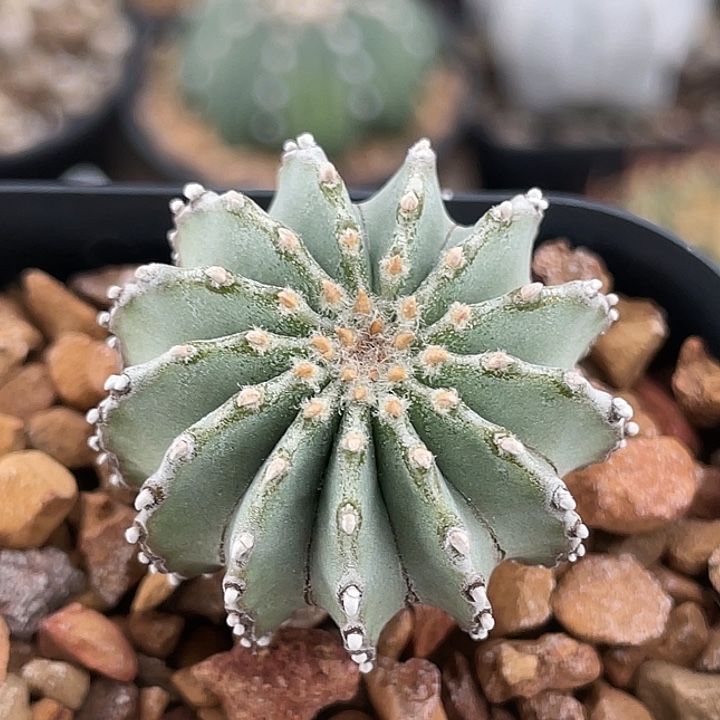 薄叶花笼实生仙人球