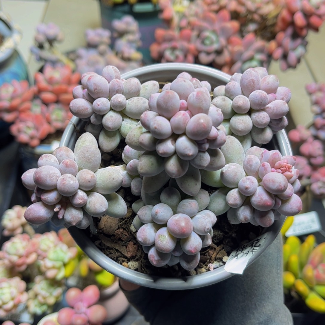 1108手指奶13厘米多肉