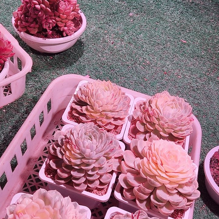 27.110安丝锦一个脱土