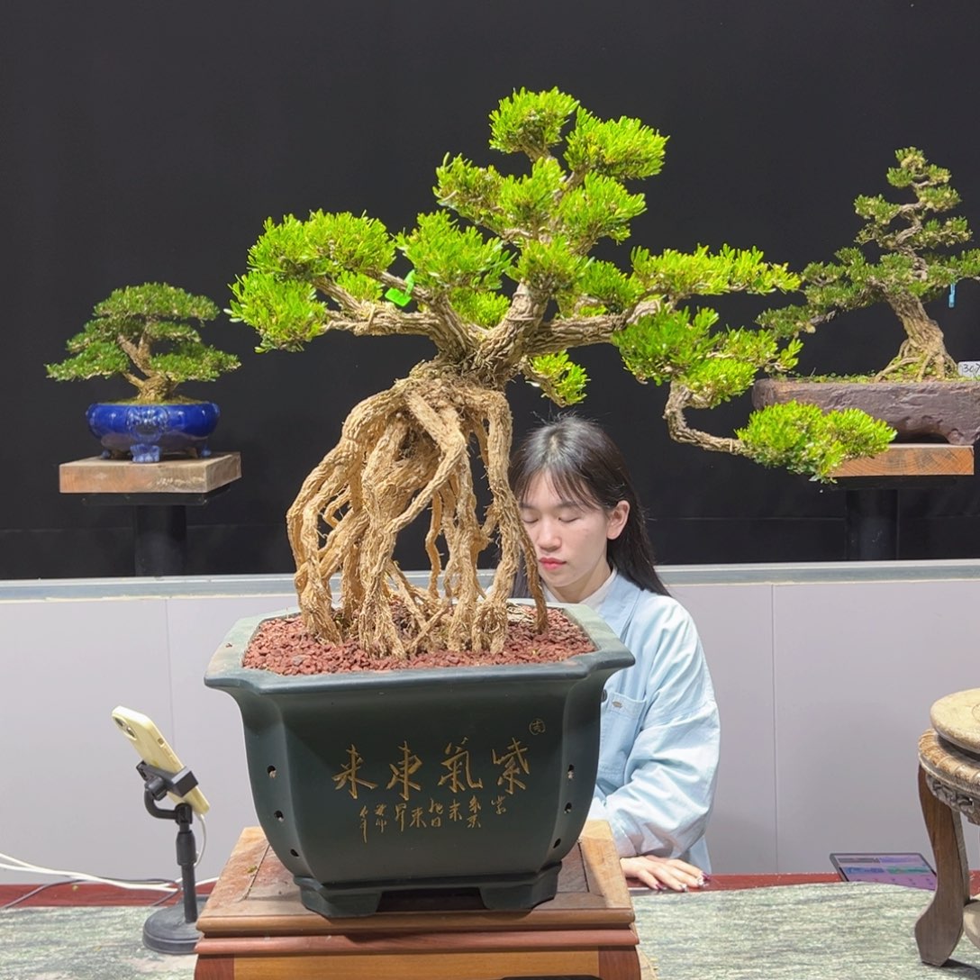 黄杨盆景老桩四季常青