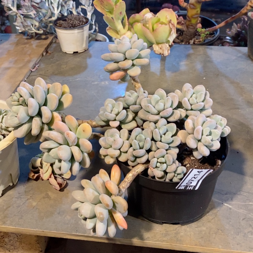 【闪购商品】香水洛神07214