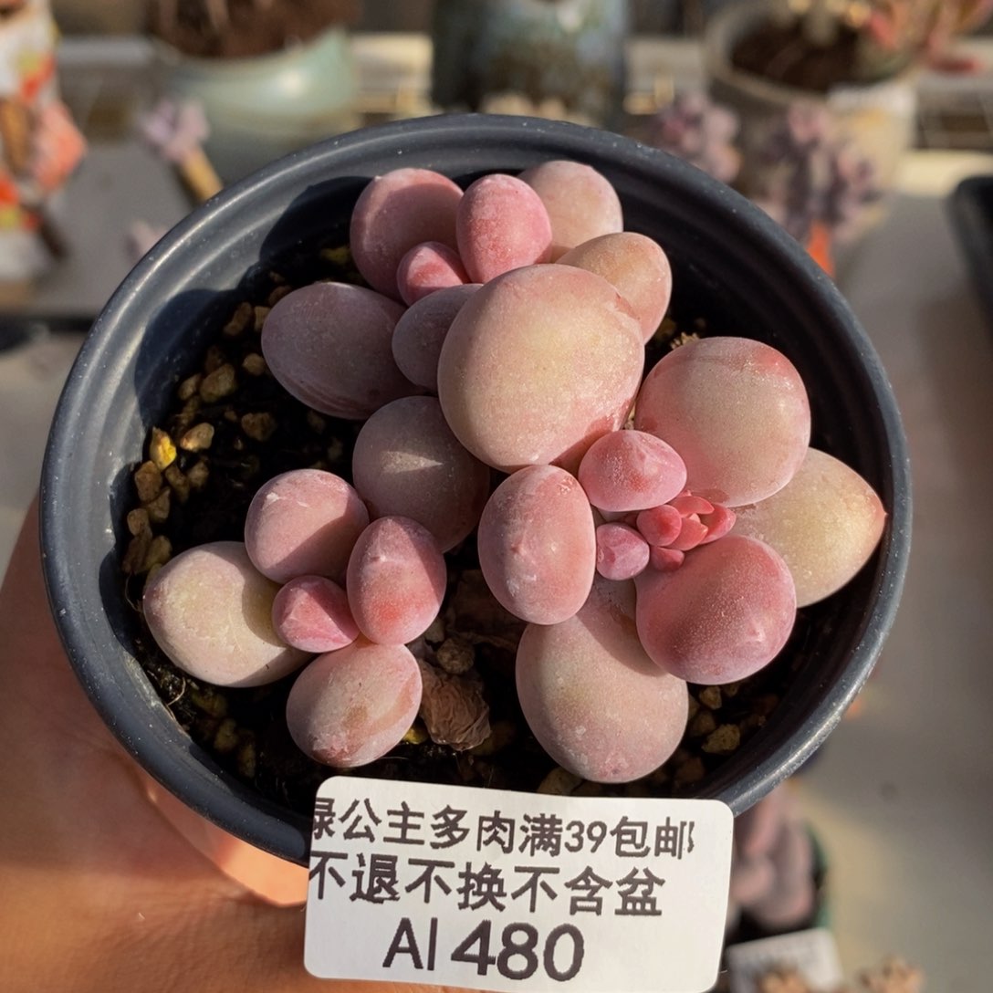 480蛋黄奶多肉7c m