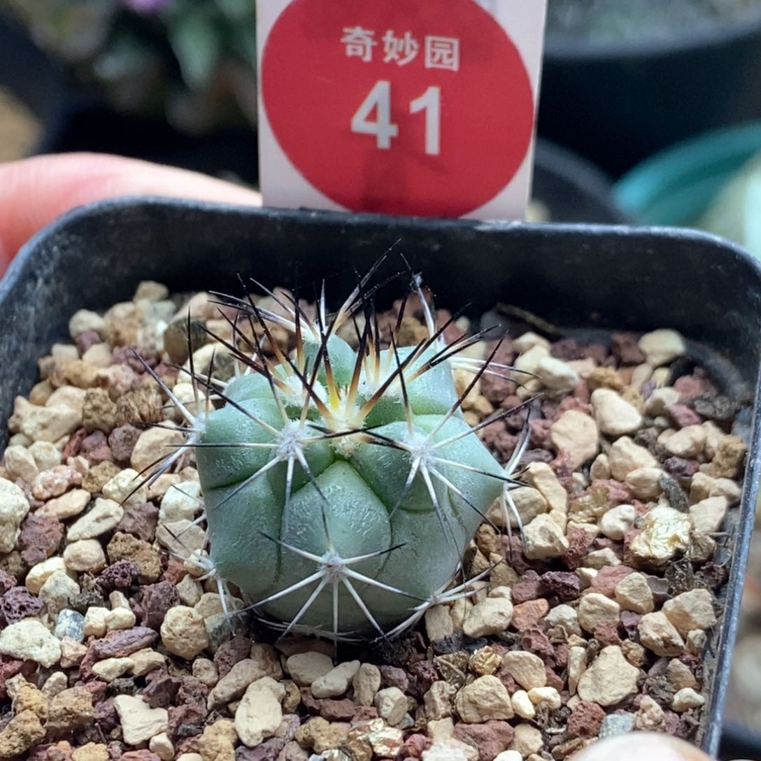 实生黑枪玉2.1cm