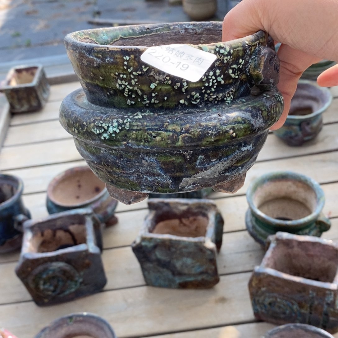 红陶爱**猫19号多肉盆一个呀