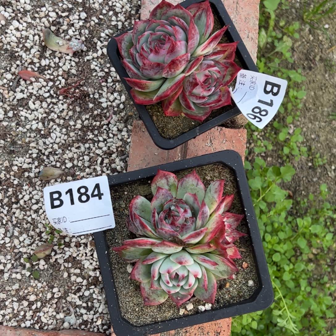 肉***墩b184。b186多肉多肉多肉