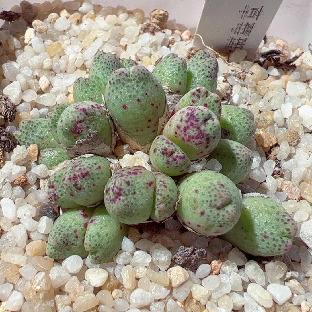 1121-774多肉多肉草莓斑马