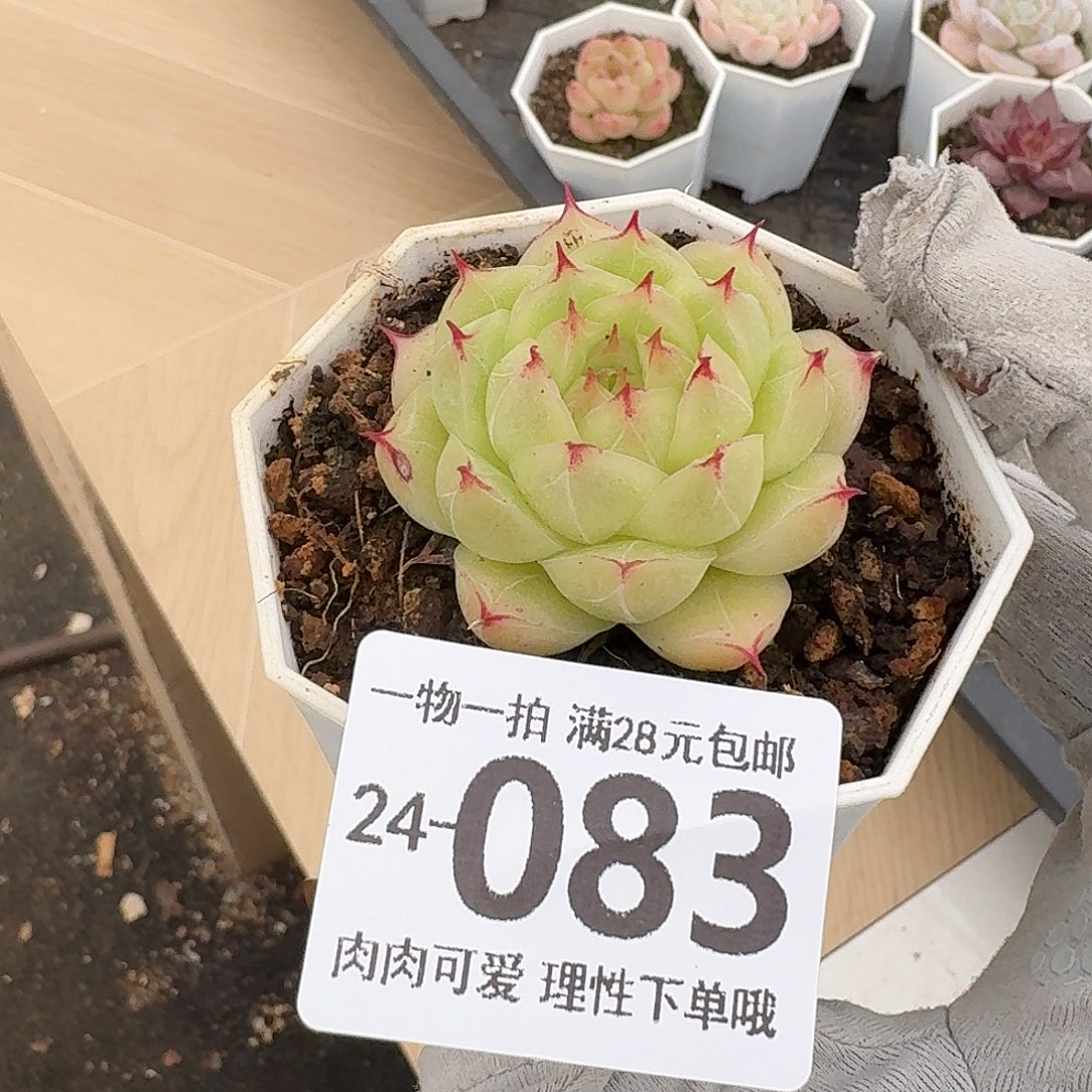 莲华无盆土发货无