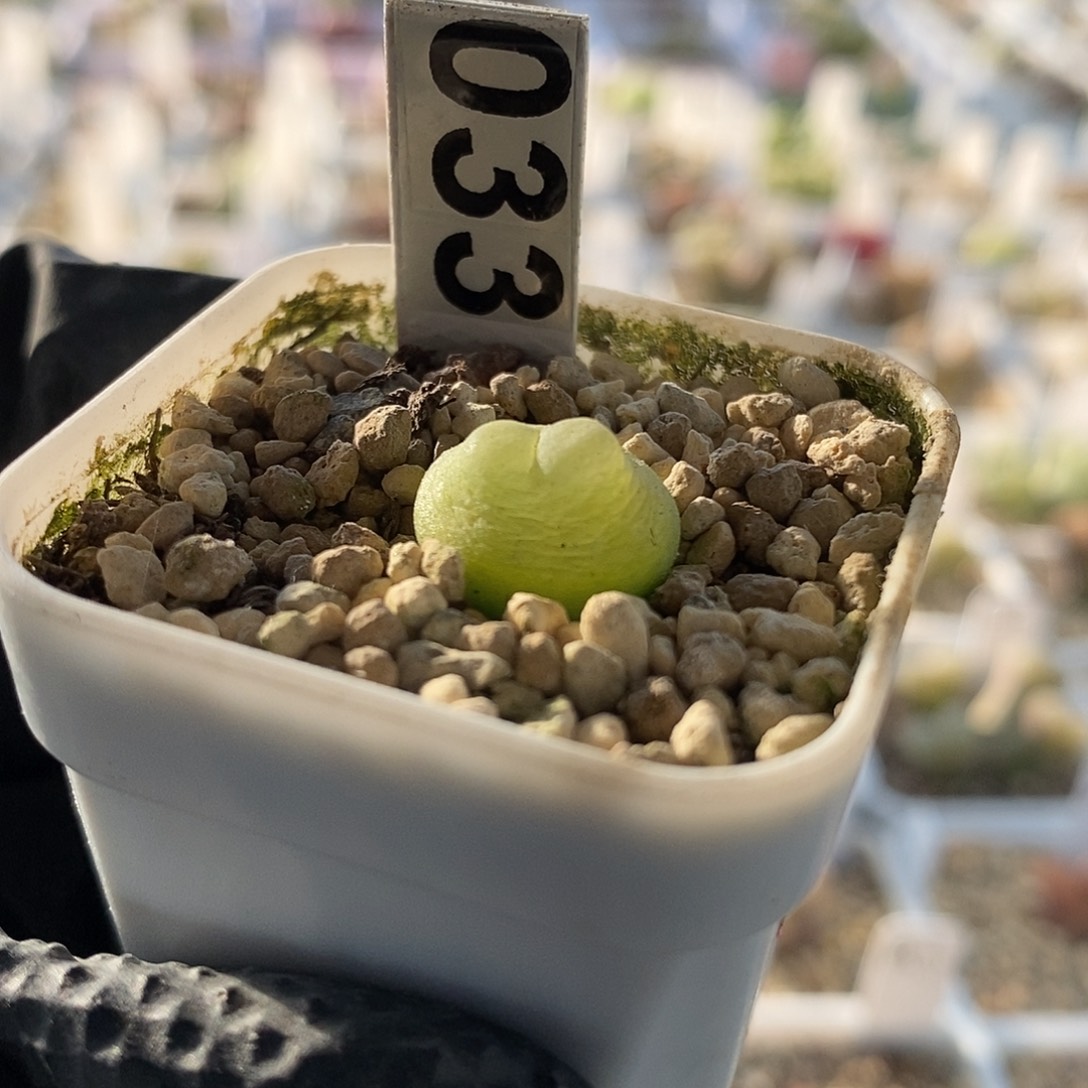 一物一拍三年拉登尺寸1.4➕