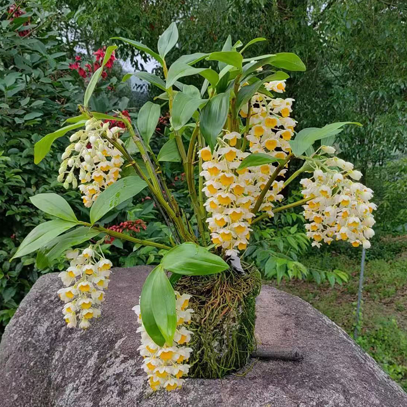 木桩球花石斛盆景
