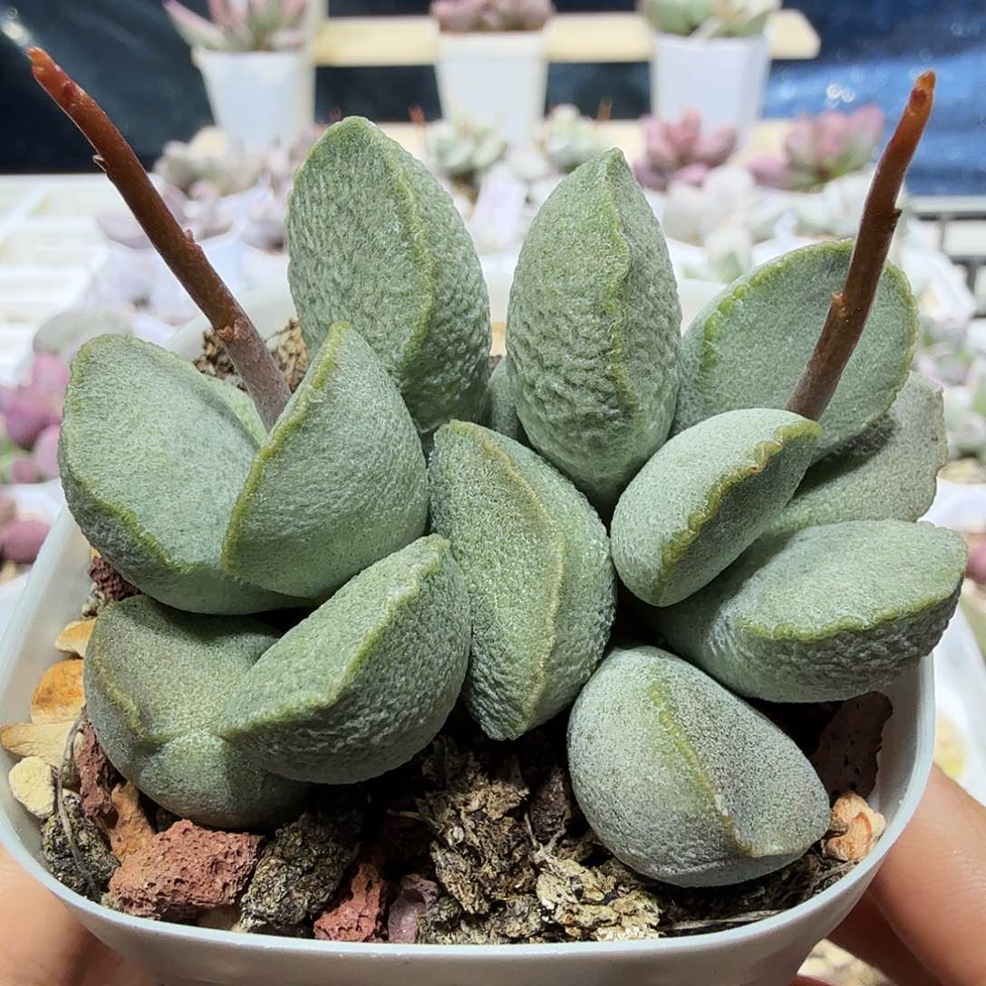 绿磨砂蛋水泡多肉植物