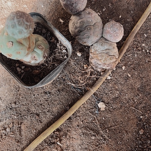 499处理自根仙人球