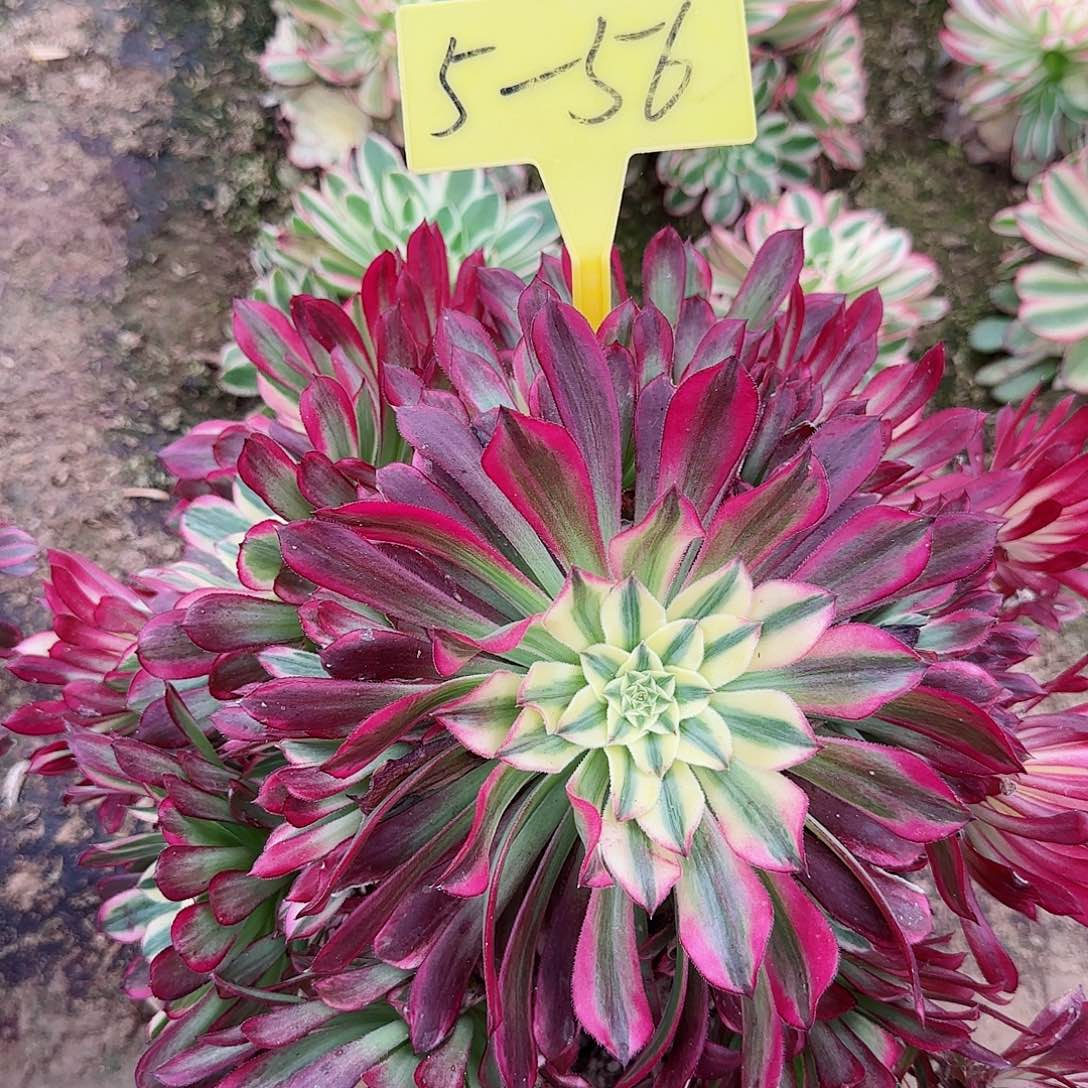 5-56--多头多肉植物