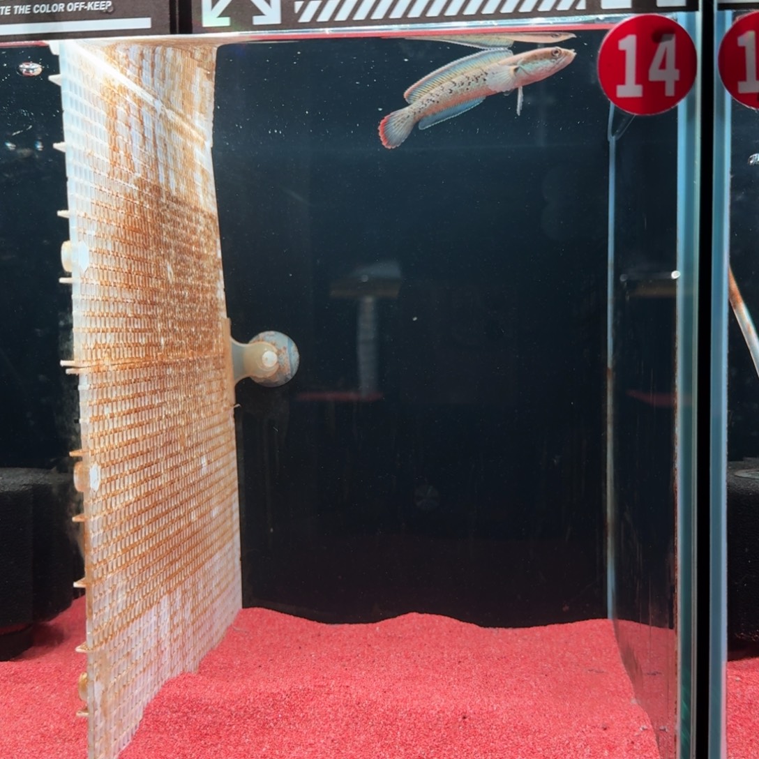 酒红雷龙观赏鱼包邮