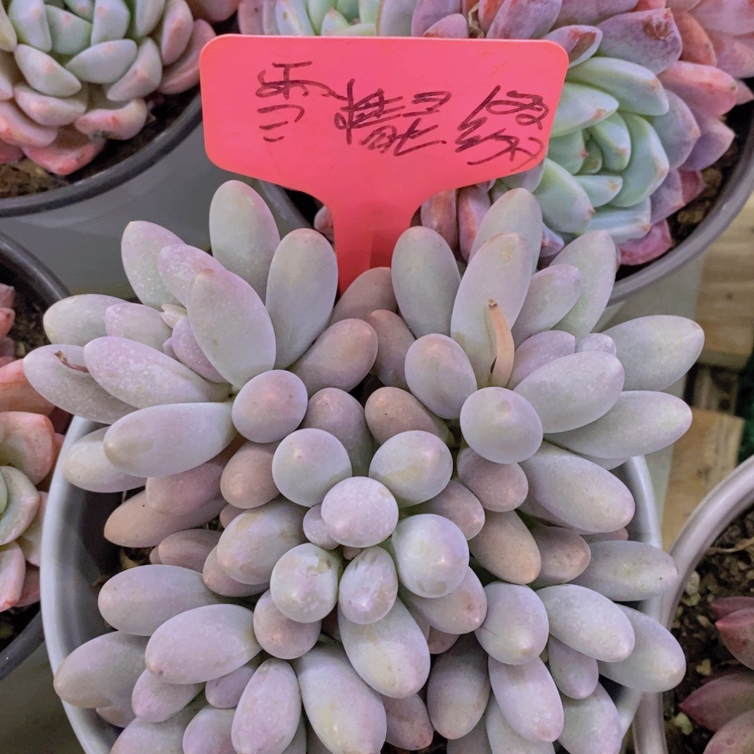 清货转场，一物一拍，看准