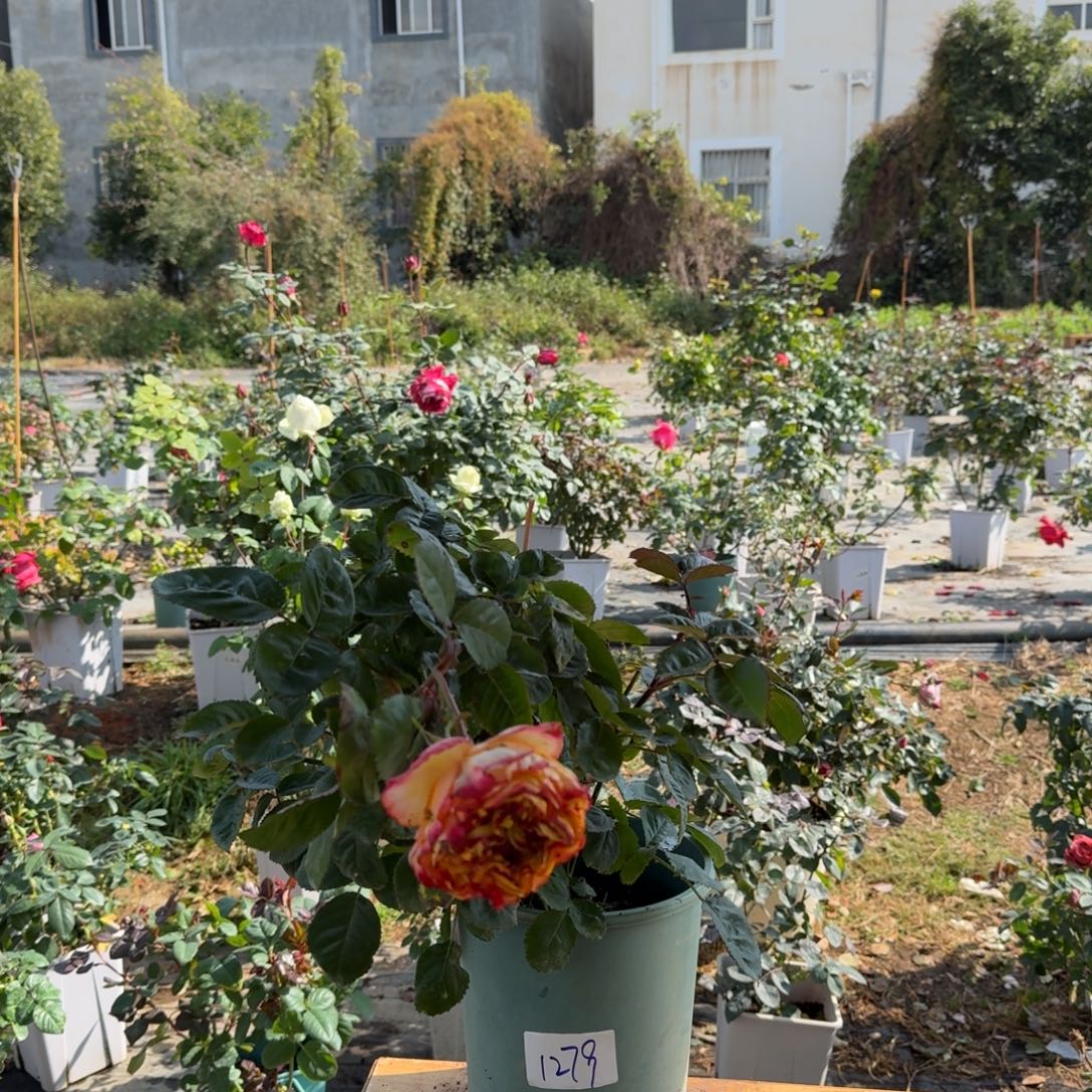 完全开放1.5加仑花花