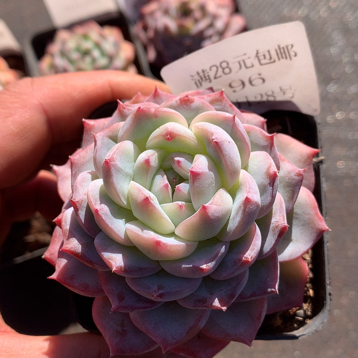 【闪购商品】云96号