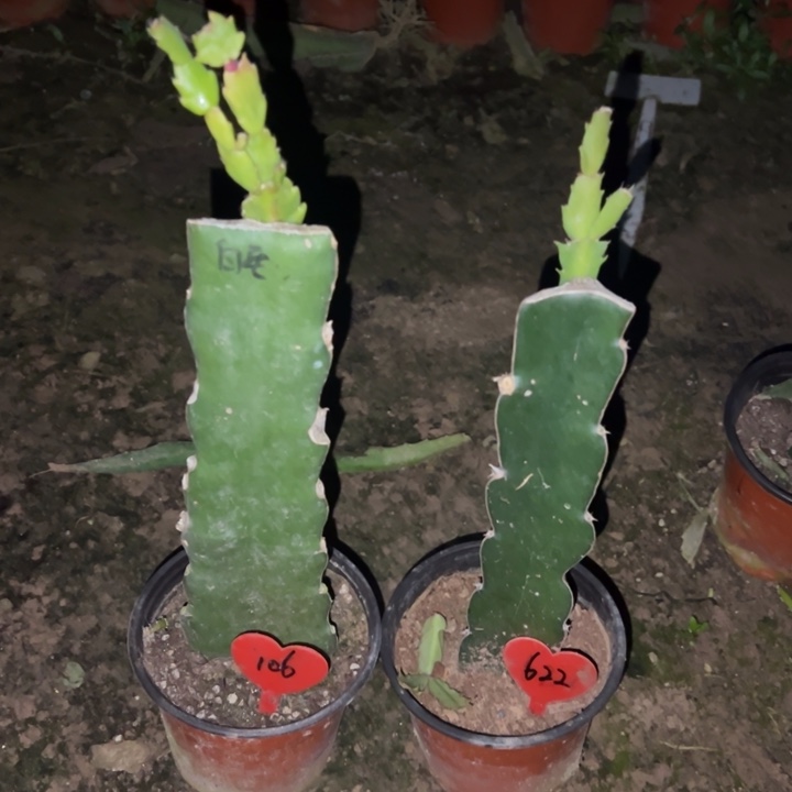 用***1当前无花栽培后可以开花白羽毛106  黄羽毛622