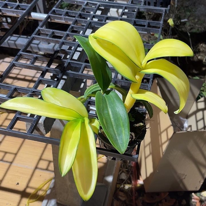 当前无花朵，栽培后可花朵幽灵艺653