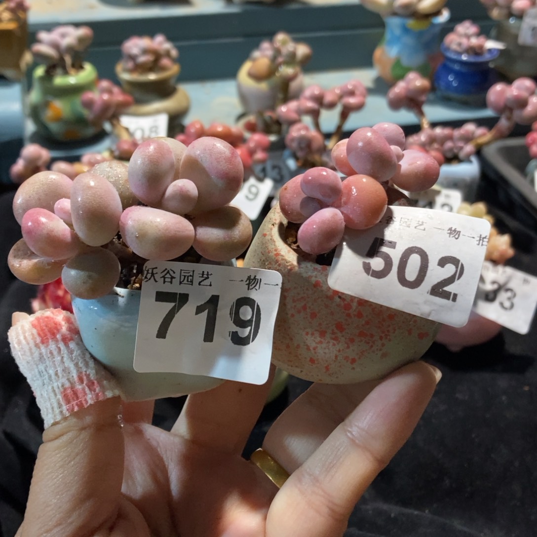 719.502两颗糖果腰子蛋带盆土