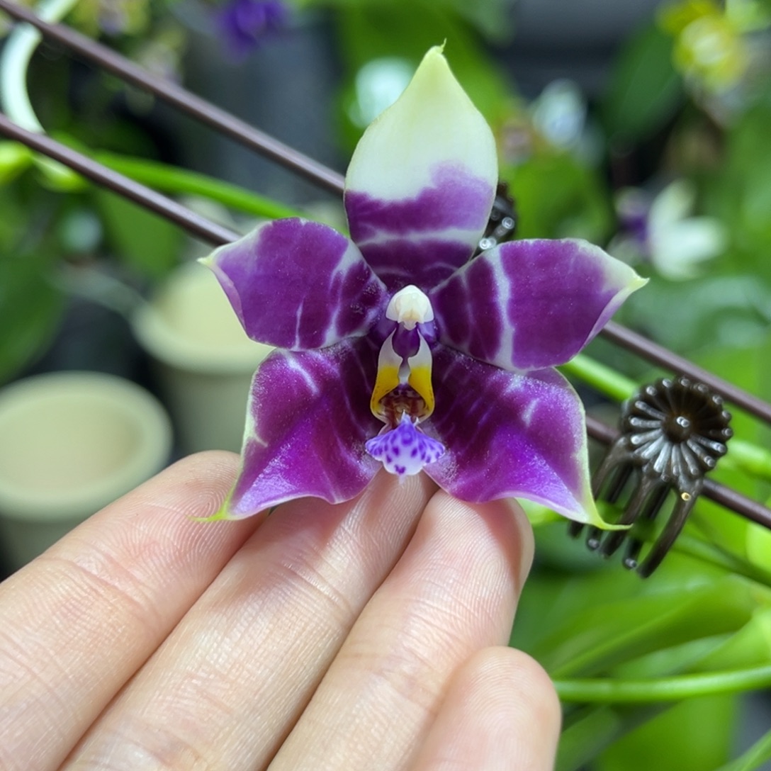 完全开放2.5寸3667开花株